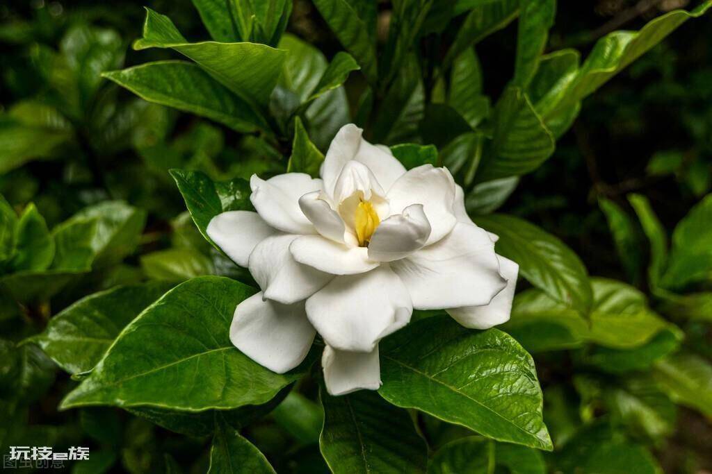 哪些绿植适合在室内养(净化空气还好看的10大室内植物)-图片11